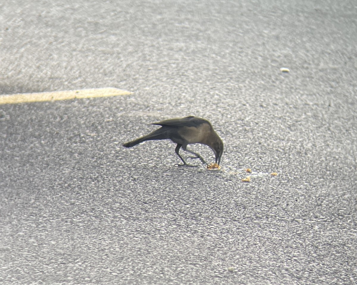 Great-tailed Grackle - ML609976064