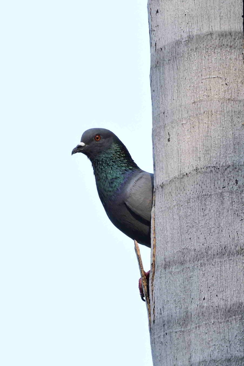 Rock Pigeon (Feral Pigeon) - ML609976280