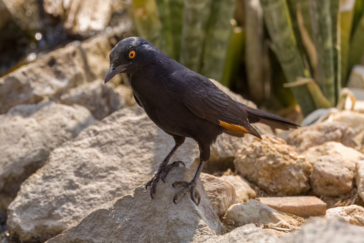 Pale-winged Starling - ML609976539