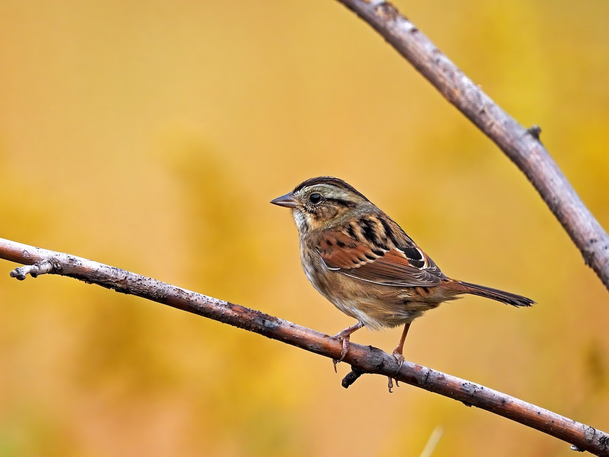 Swamp Sparrow - Gary Mueller