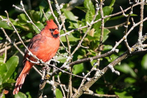 Blue Jay and The Cardinal by Carol A Commins