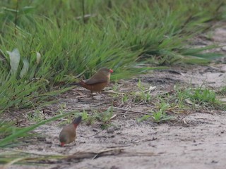  - Anambra Waxbill
