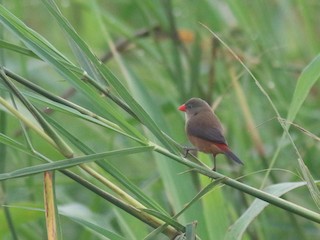  - Anambra Waxbill