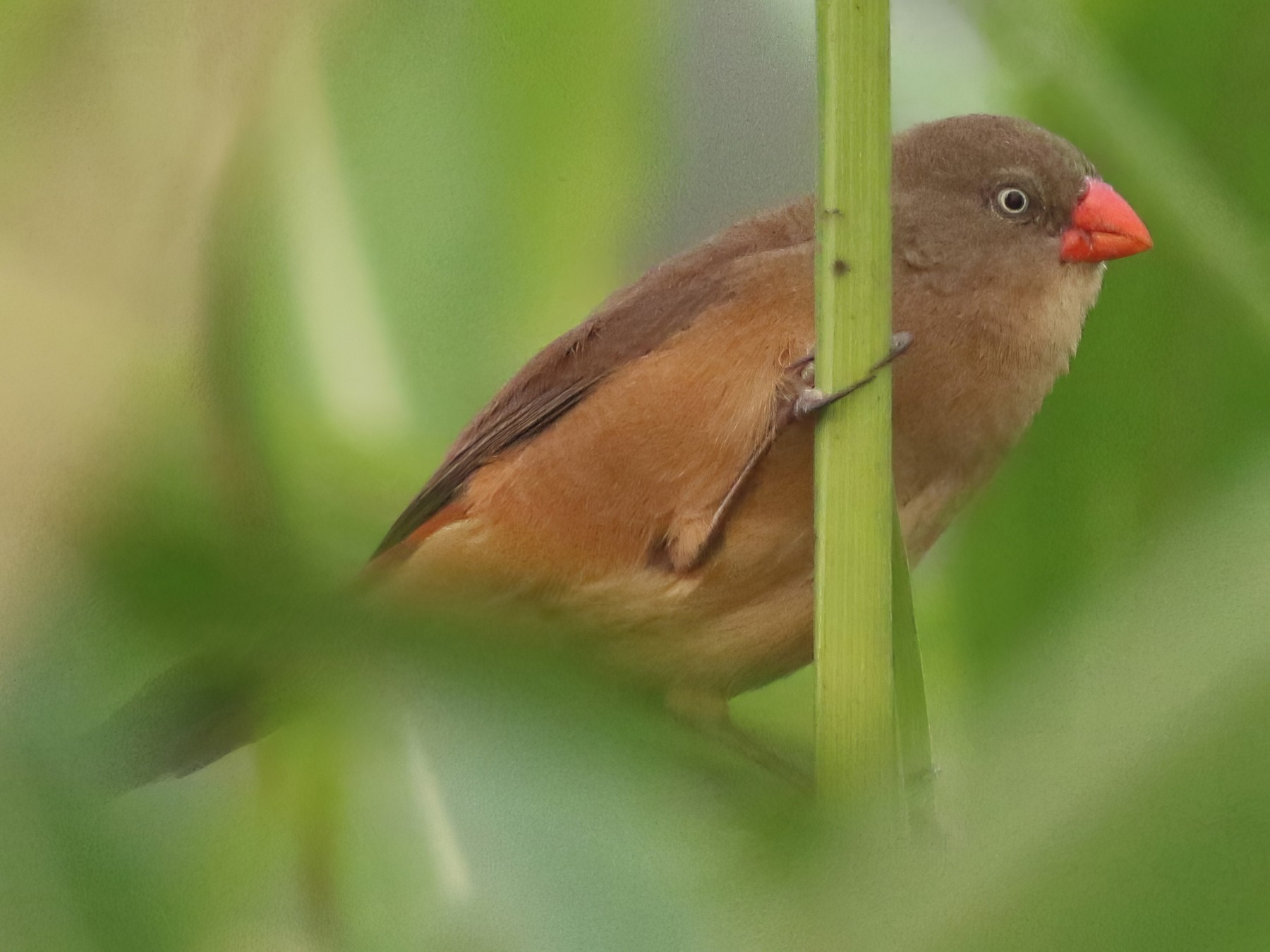 Anambra Waxbill eBird