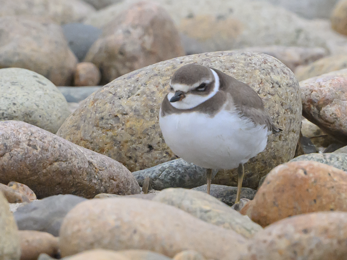 Semipalmated Plover - ML609976872