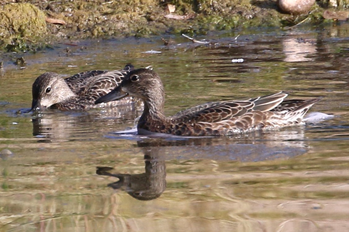 Blue-winged Teal - ML609977577