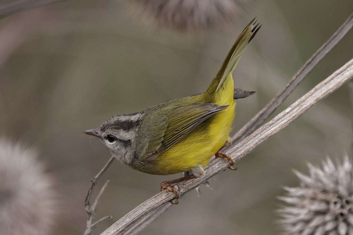 Three-banded Warbler - ML609978155