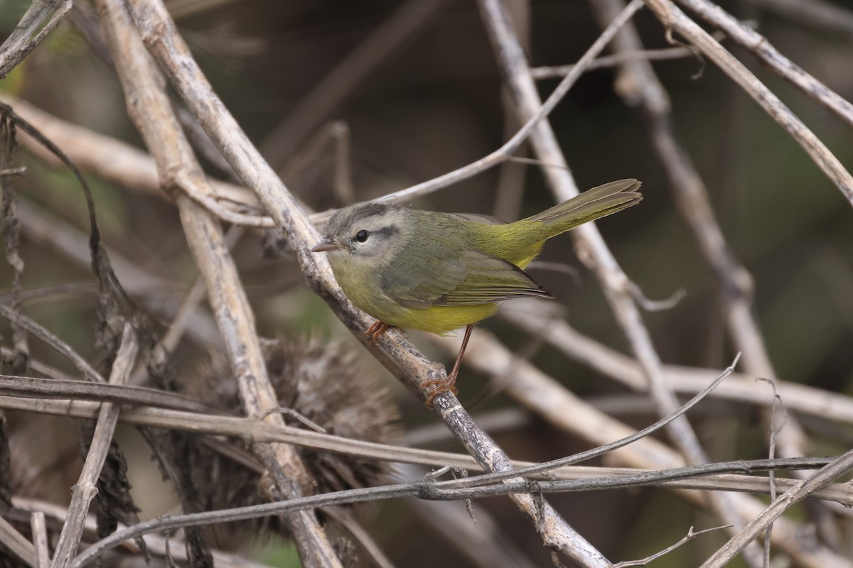 Three-banded Warbler - ML609978156