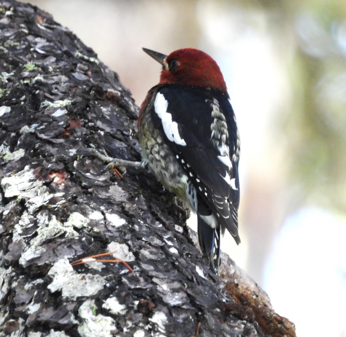 Red-breasted Sapsucker - ML609978555