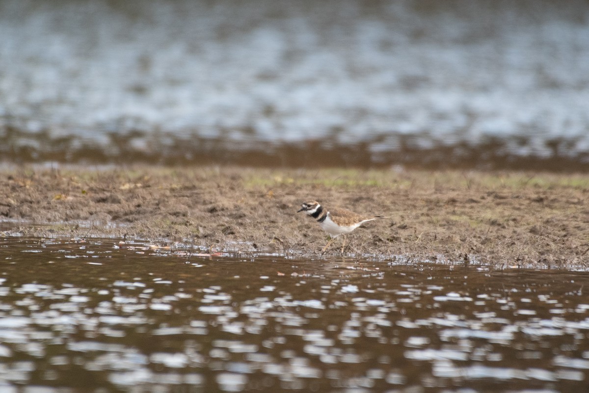 eBird Checklist 15 Oct 2023 Quemahoning Reservoir 27 species