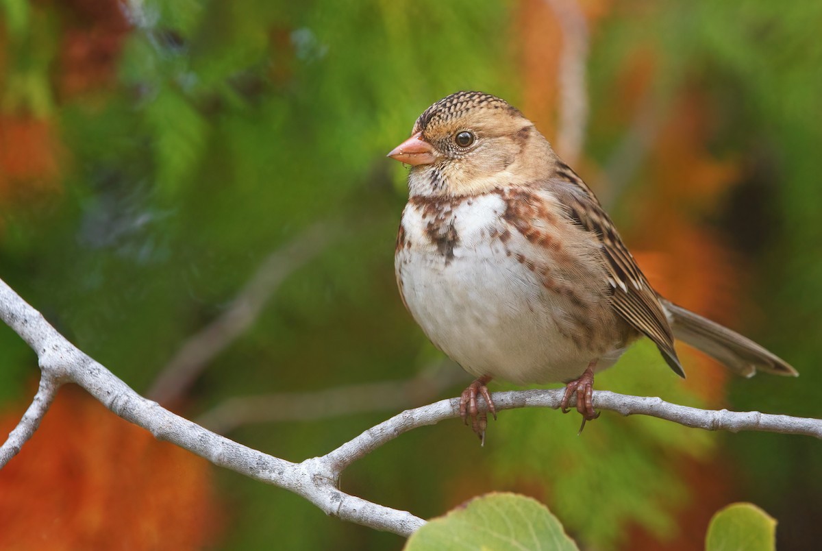 Harris's Sparrow - Zane Shantz