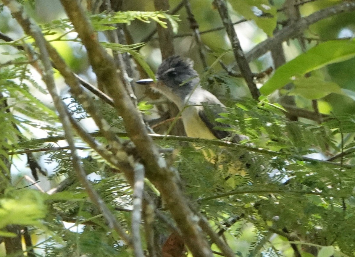Sooty-crowned Flycatcher - ML609978782