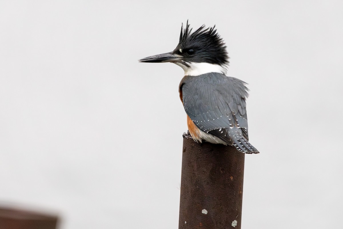 Belted Kingfisher - ML609978832