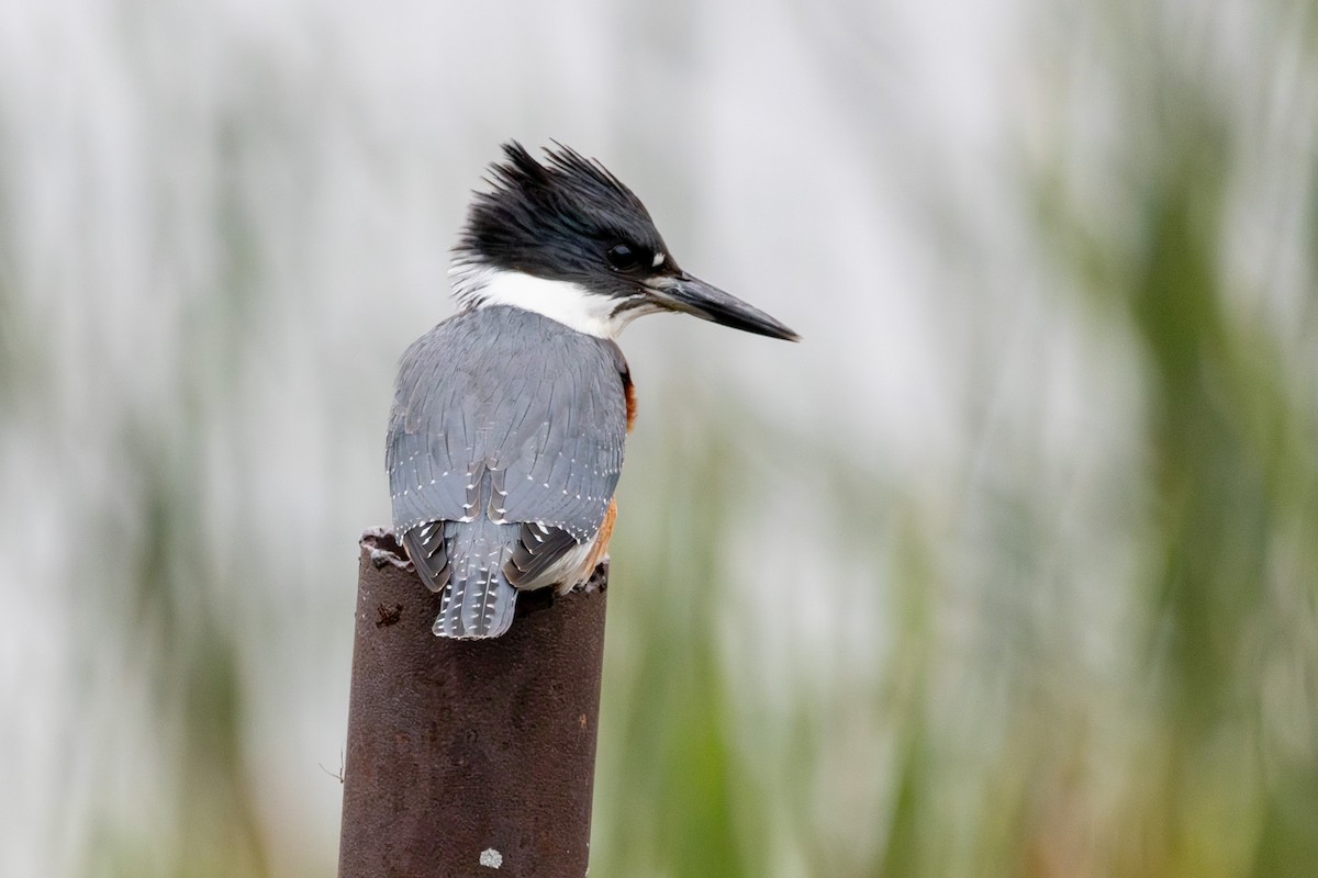 Belted Kingfisher - ML609978833