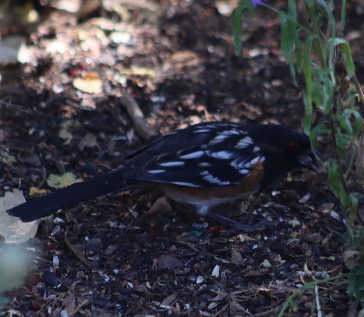 Spotted Towhee - ML609979121