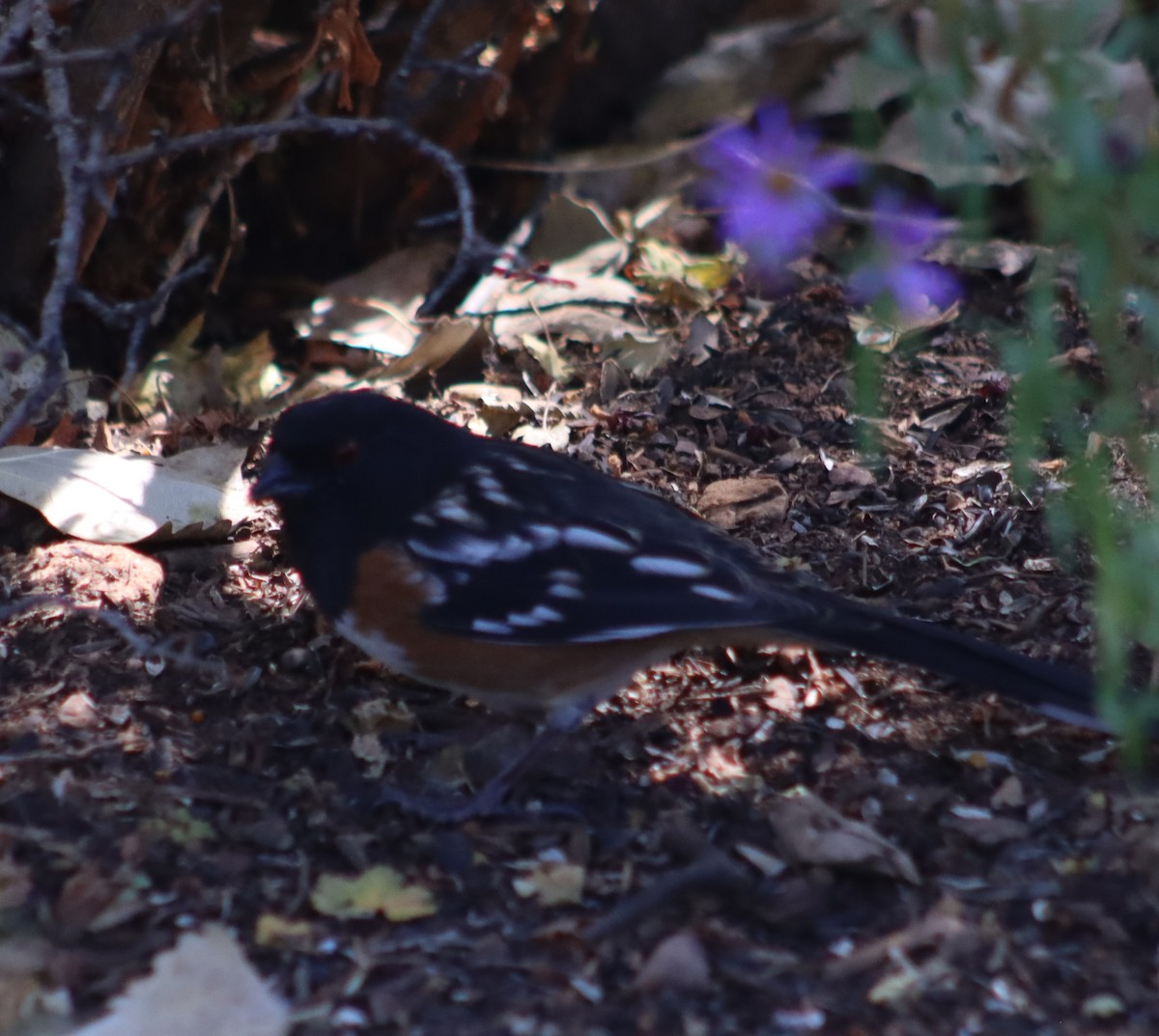 Spotted Towhee - ML609979128