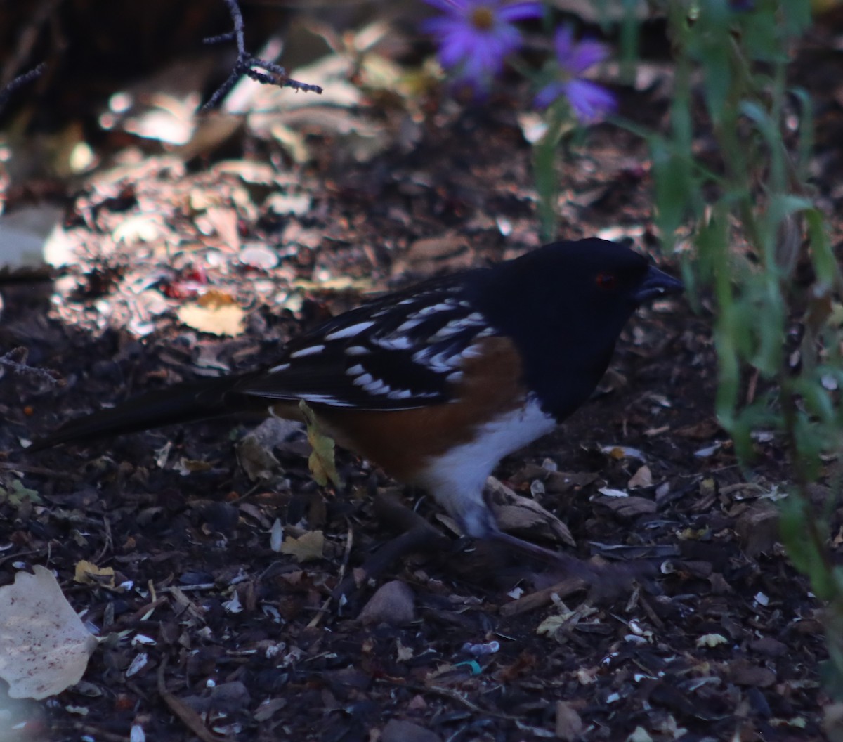 Spotted Towhee - ML609979137