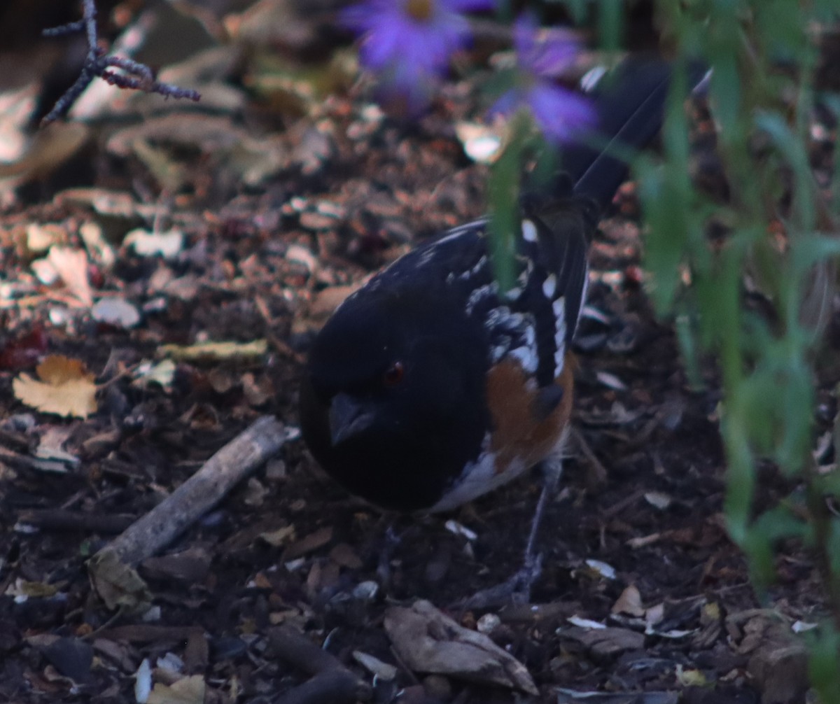 Spotted Towhee - ML609979142