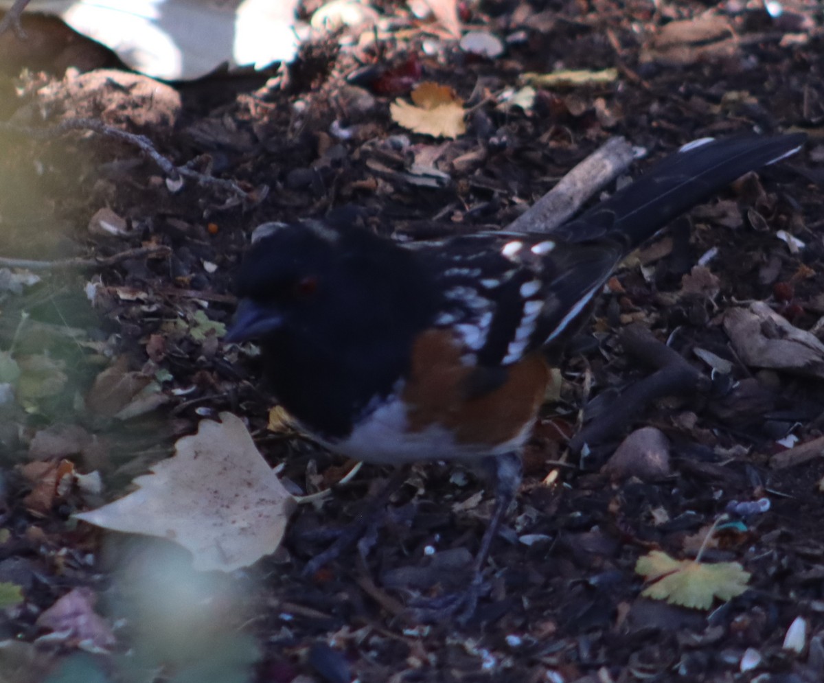 Spotted Towhee - ML609979148