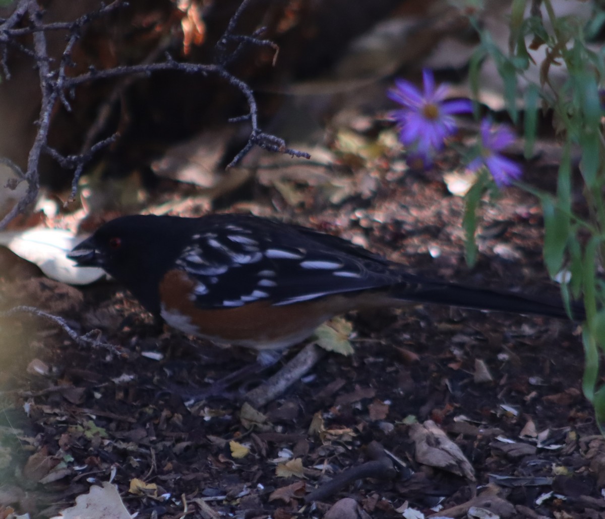 Spotted Towhee - ML609979150