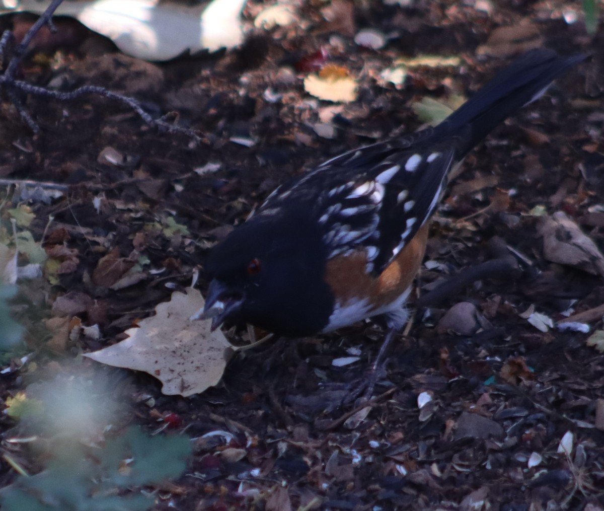 Spotted Towhee - ML609979158