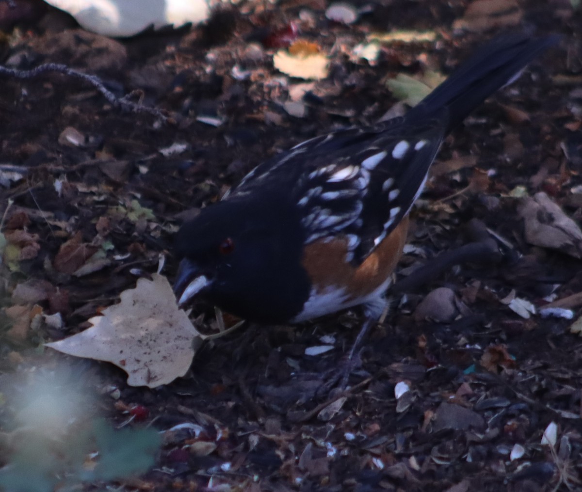 Spotted Towhee - ML609979178