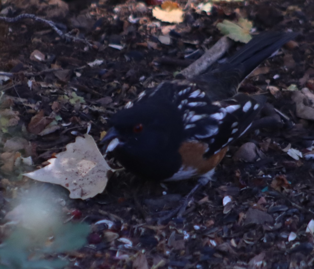Spotted Towhee - ML609979184