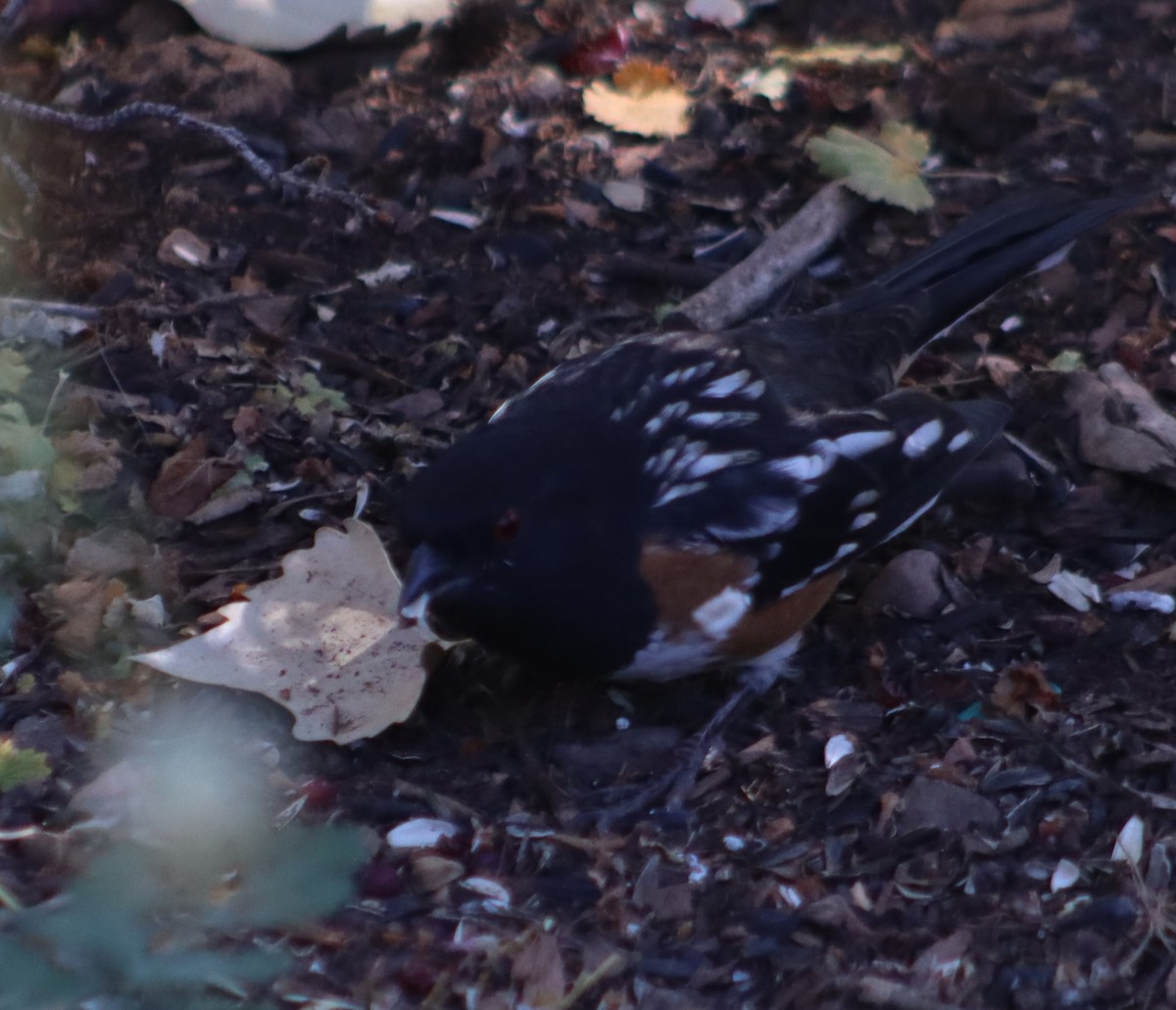 Spotted Towhee - ML609979196