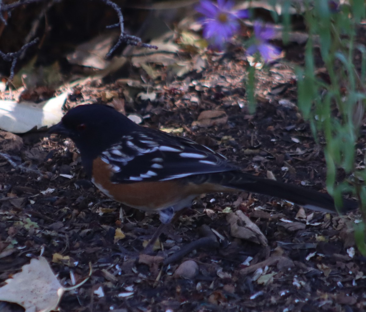 Spotted Towhee - ML609979209