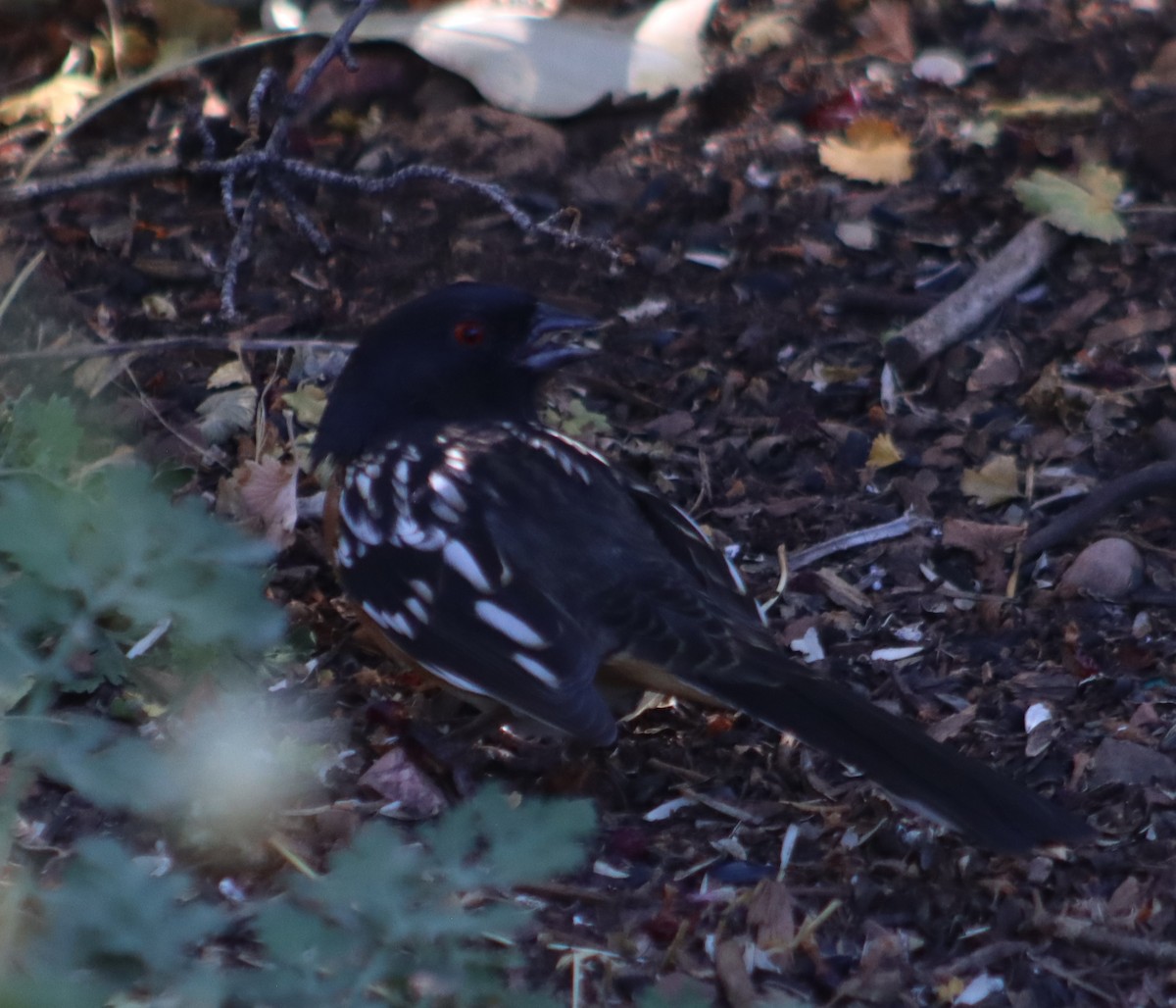 Spotted Towhee - ML609979215