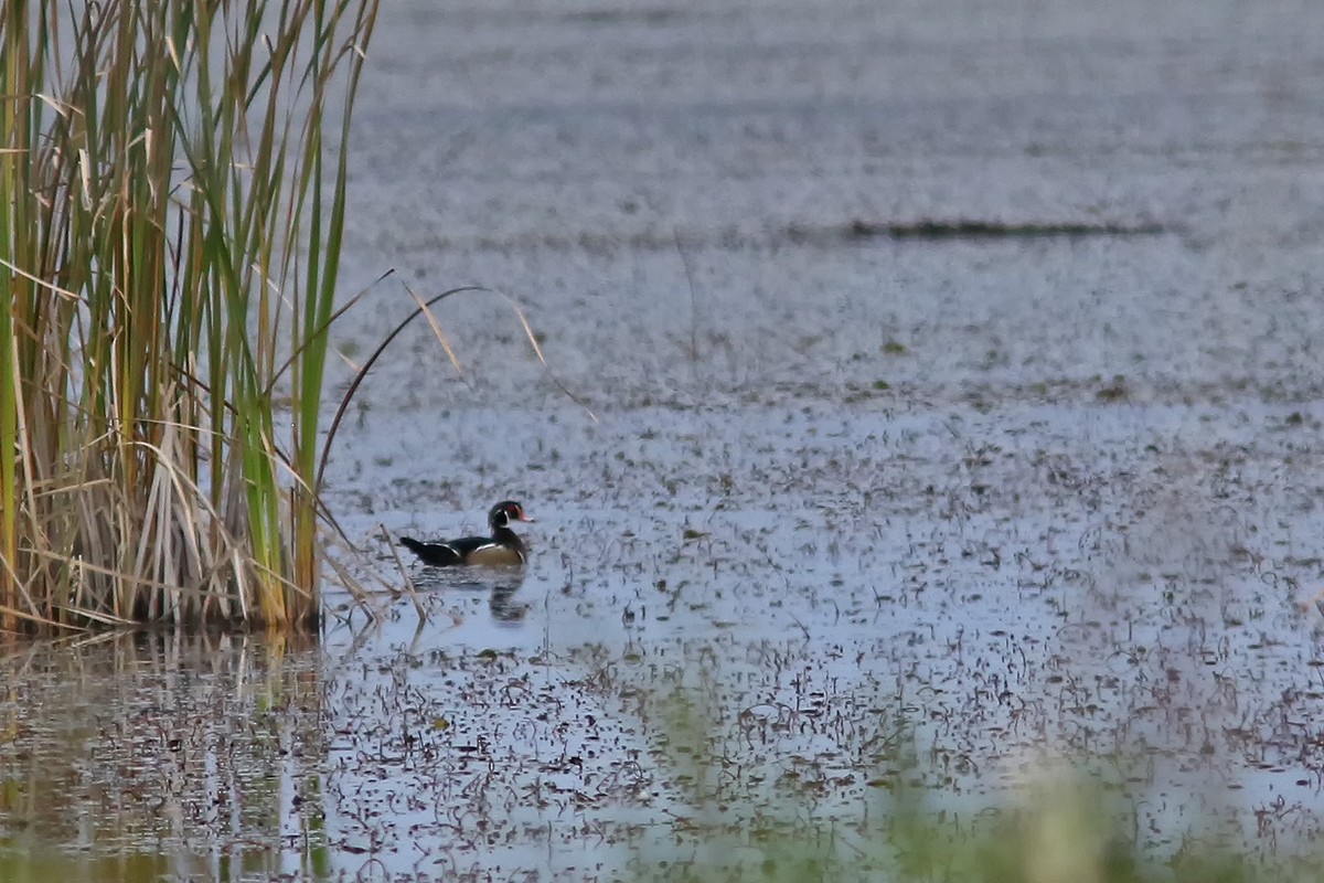 eBird Checklist 15 Oct 2023 BaieduFebvre (station d'épuration