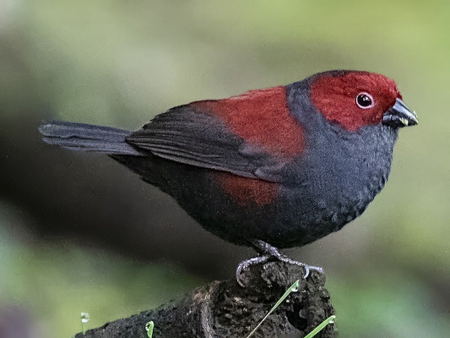 Dusky Crimsonwing eBird