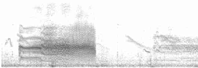Common Tern (longipennis) - ML609979848