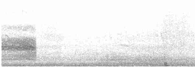 Common Tern (longipennis) - ML609979877