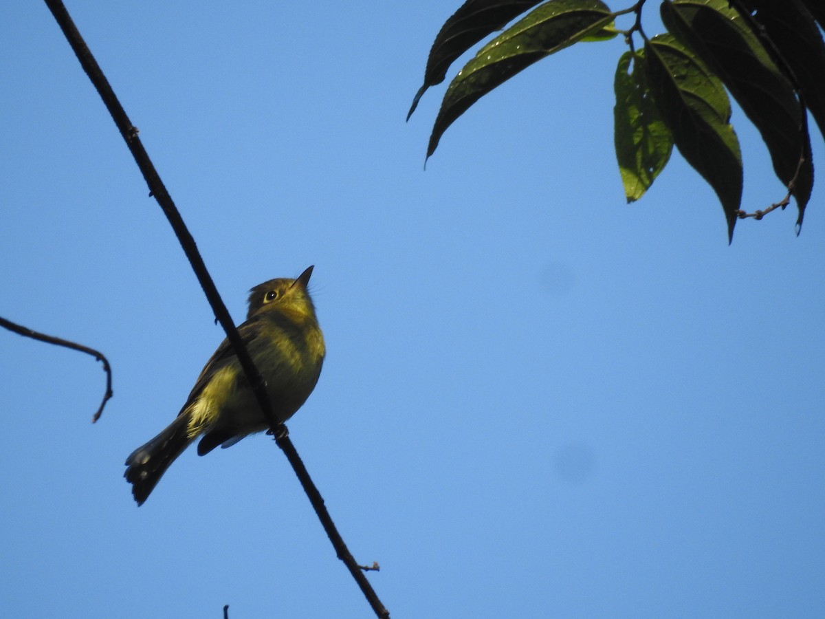 Yellowish Flycatcher - Rudy Botzoc @ChileroBirding