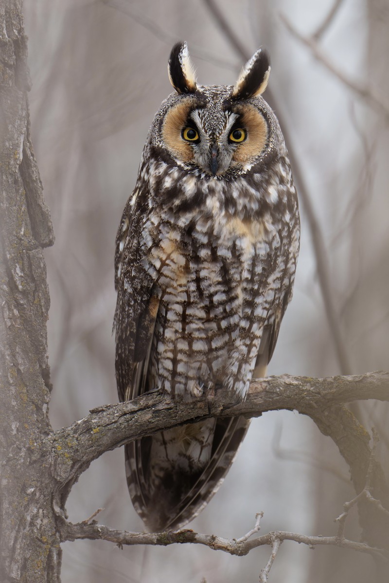 Long-eared Owl - Brock Gunter-Smith