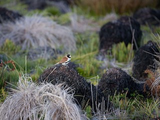 Alpska nona - eBird