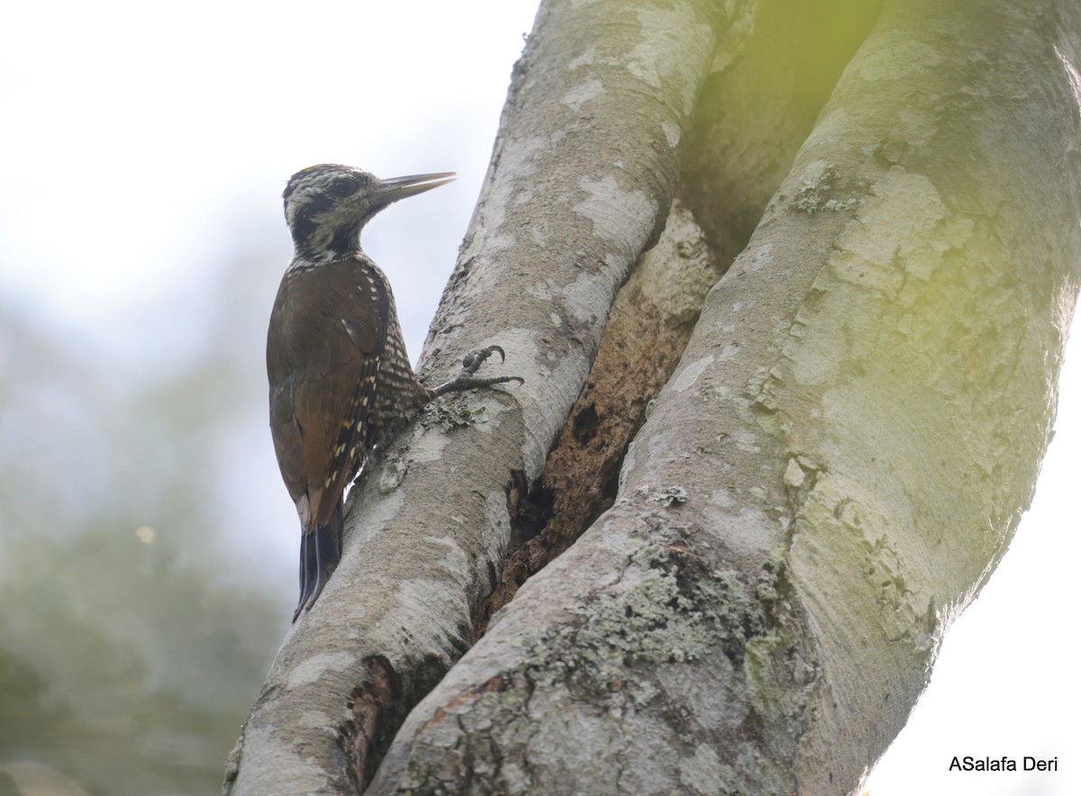 Golden-crowned Woodpecker - ML609980592