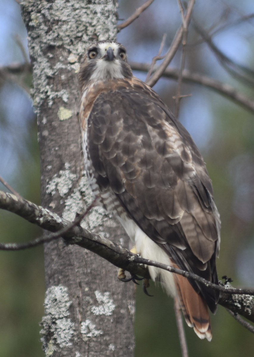 Red-tailed Hawk - Kyle Arvin