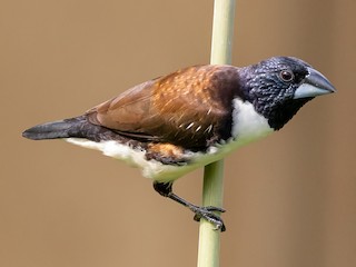 Porno: Xotinning qattiq kokraklari