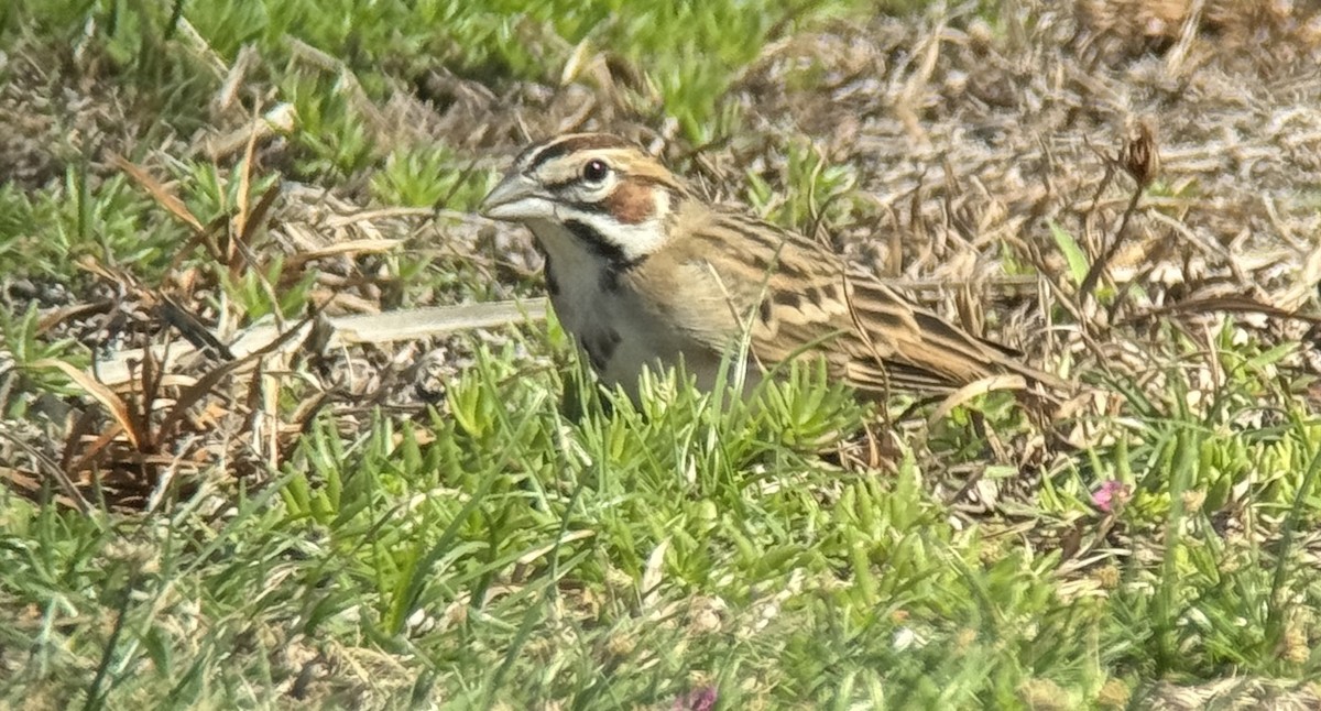 eBird Checklist 15 Oct 2023 Egmont Key NWR 30 species