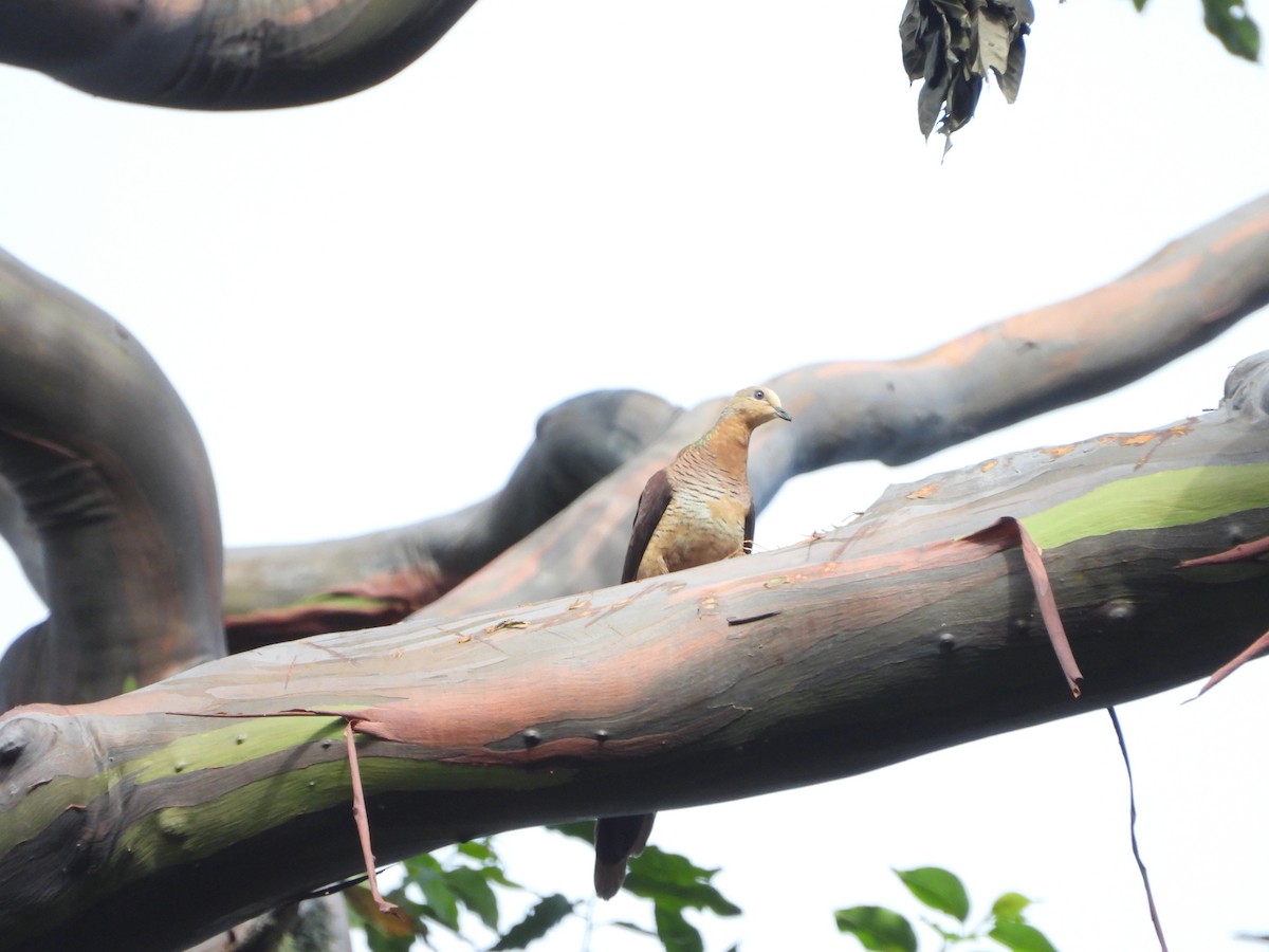 Sultan's Cuckoo-Dove (Sulawesi) - ML609980976