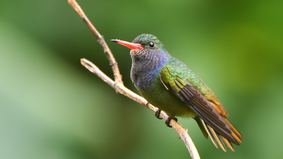 Blue-throated Goldentail - ML609981045