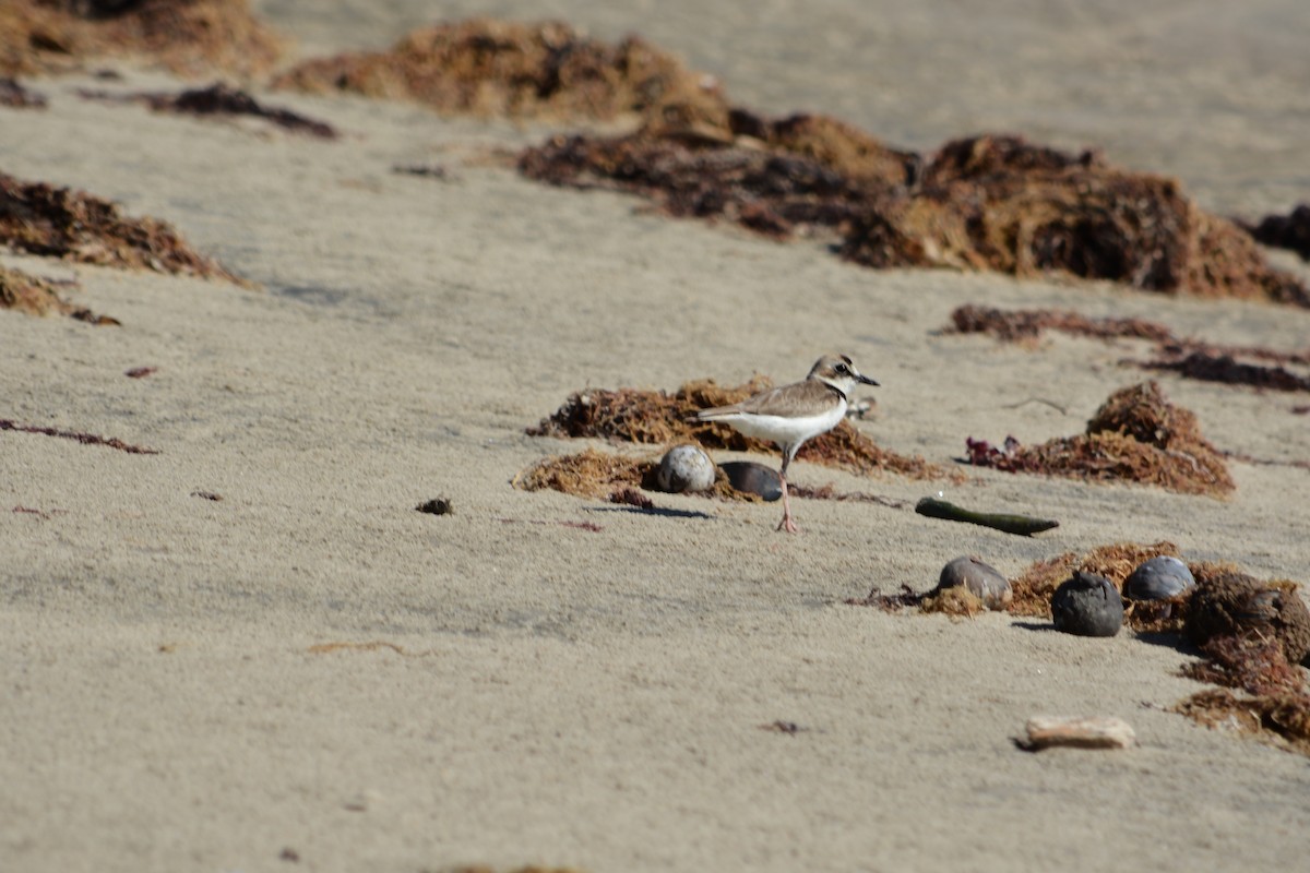 Collared Plover - ML609981179