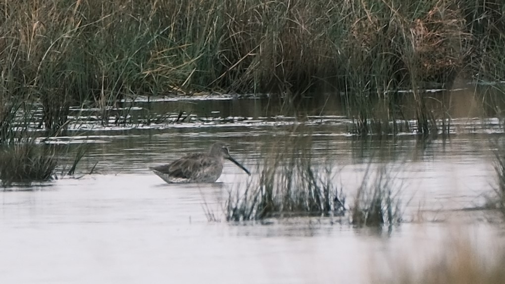 Long-billed Dowitcher - ML609981188