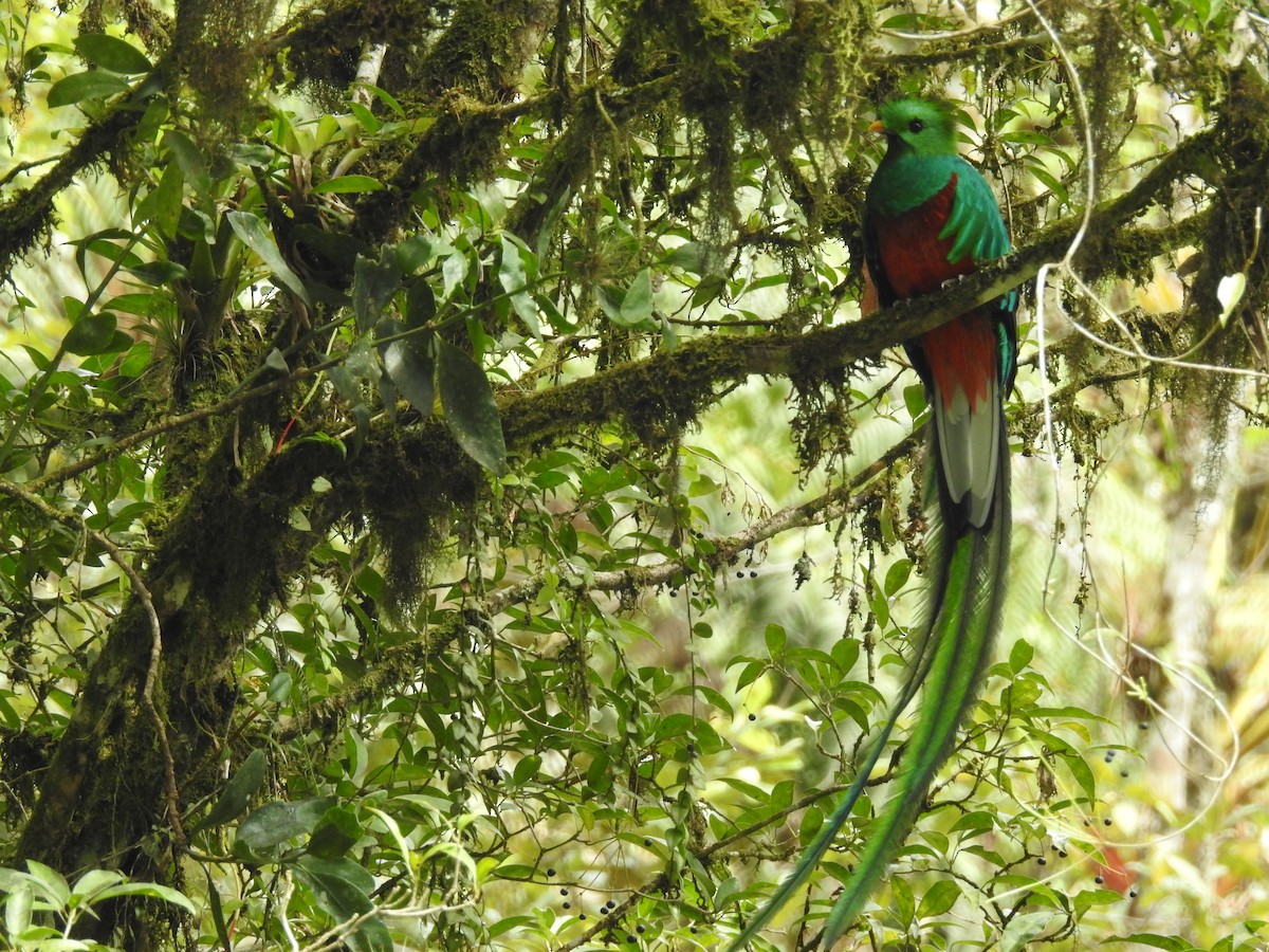 Quetzal Guatemalteco - ML609981238