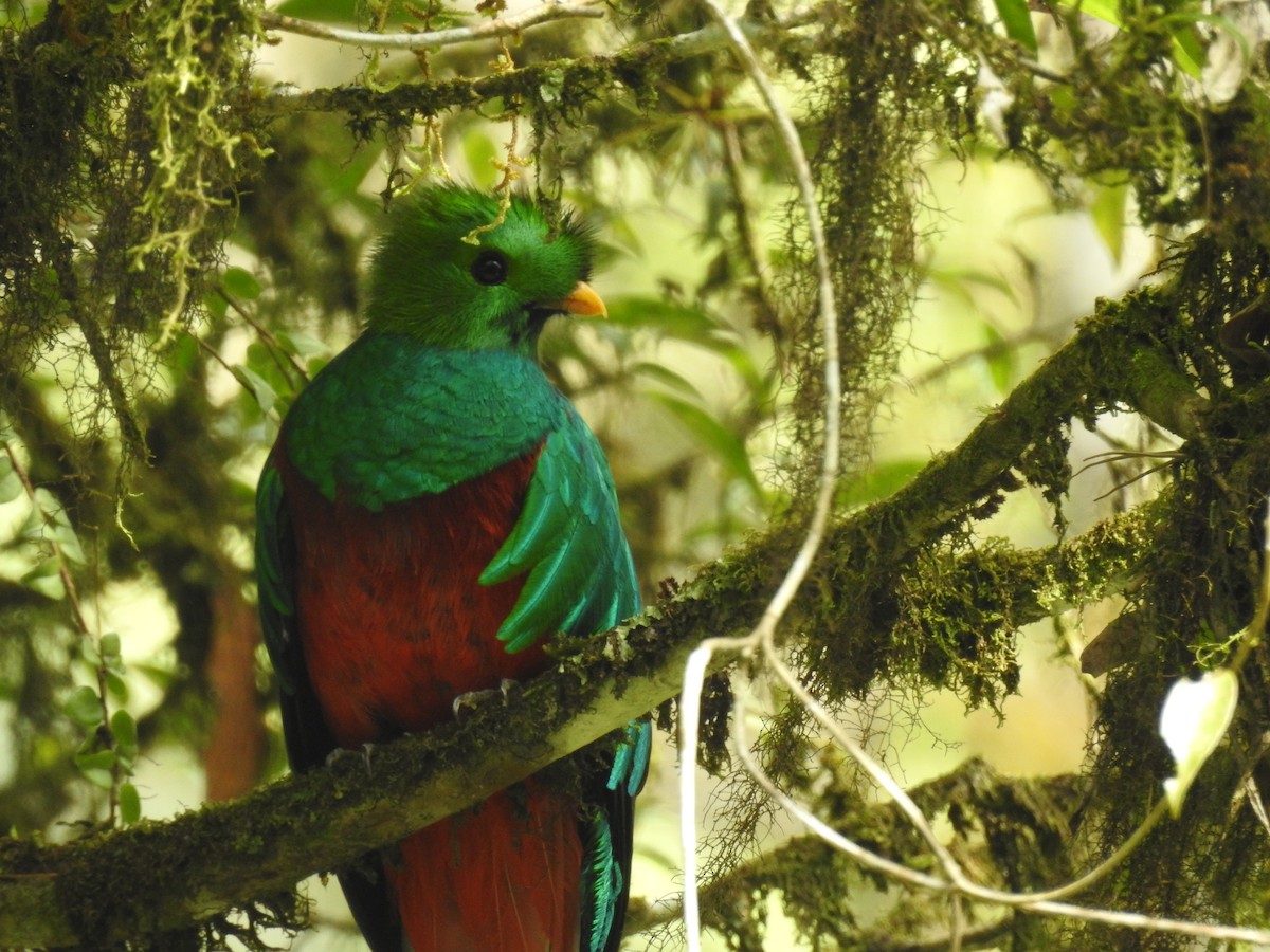 Quetzal Guatemalteco - ML609981299