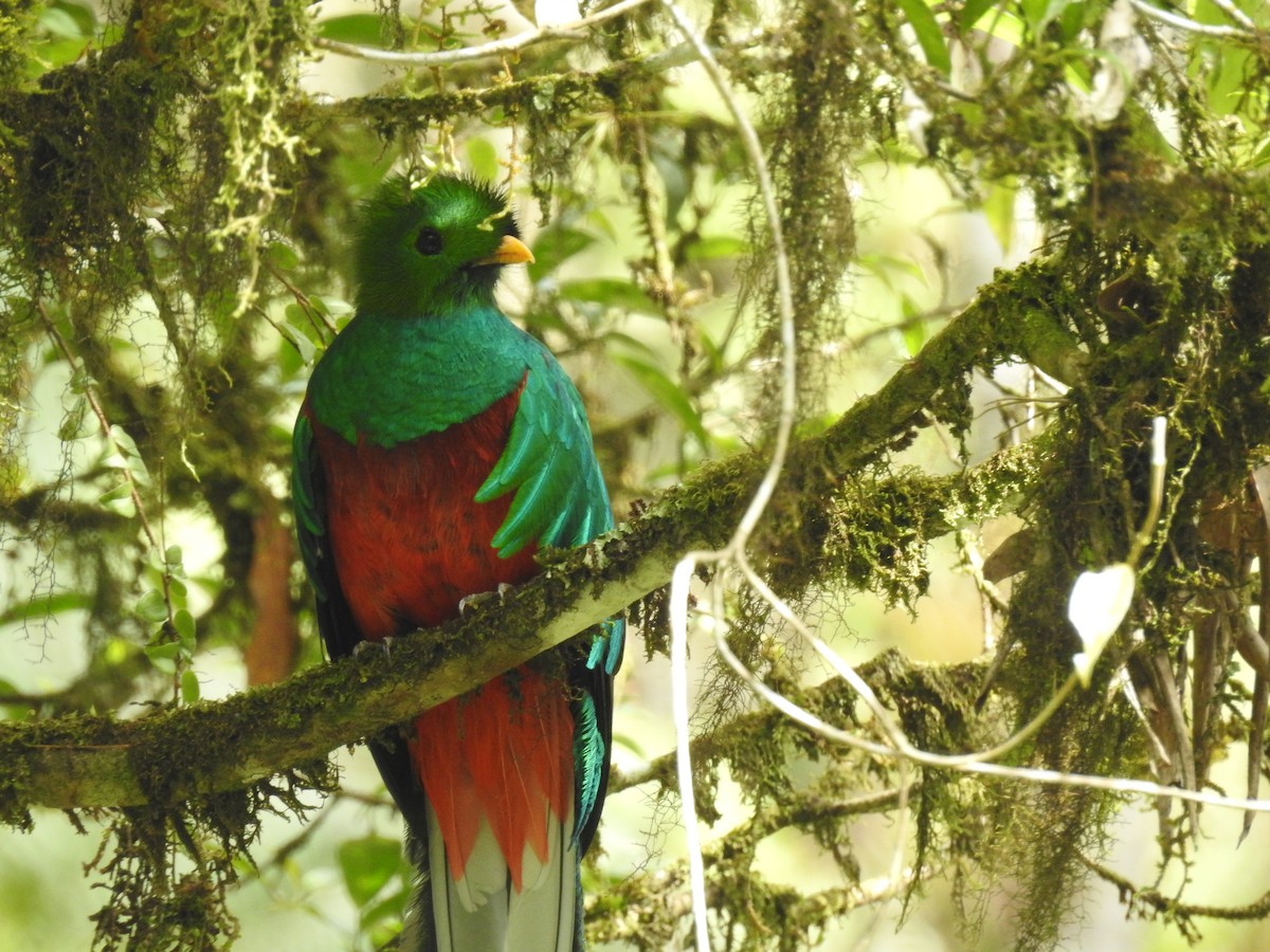 Quetzal Guatemalteco - ML609981351