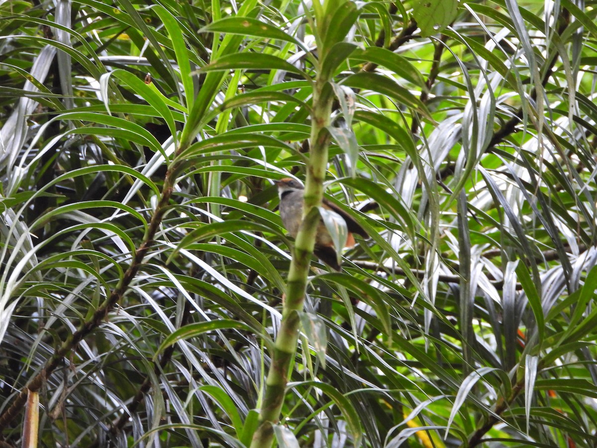 Sulawesi Fantail - ML609981357