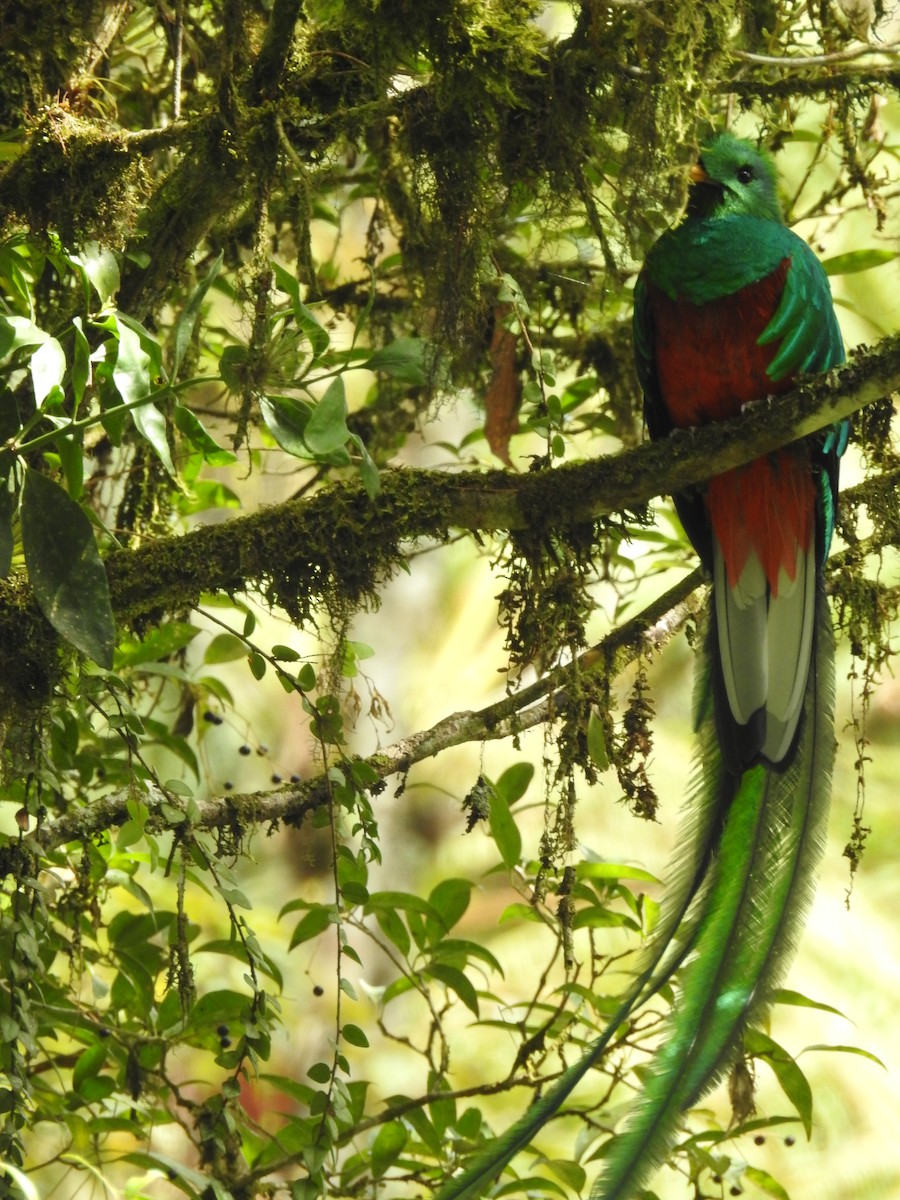 Quetzal resplendissant - ML609981419